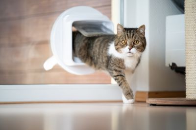 Pet Door Repair
