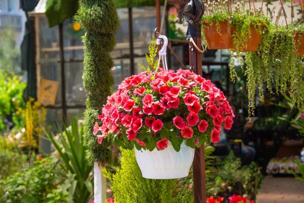 Hanging Planter Installation in Bella Vista
