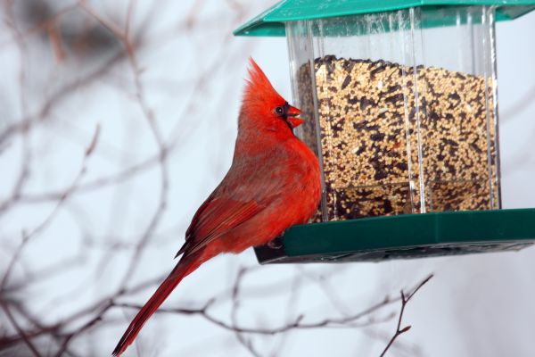 Bird Feeder Hanging in Bella Vista