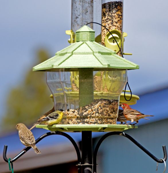 Bird Feeder Installation in Bella Vista